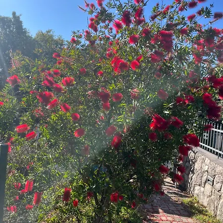 Apartment Matovica *