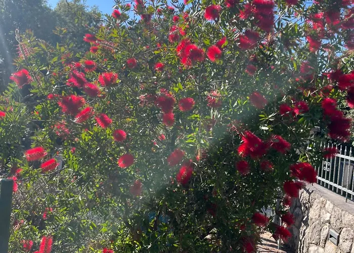 Apartment Matovica *