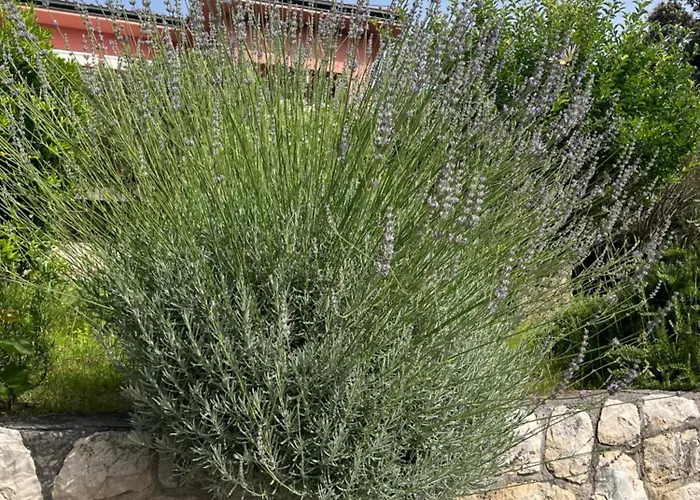 Apartment Matovica Kampor