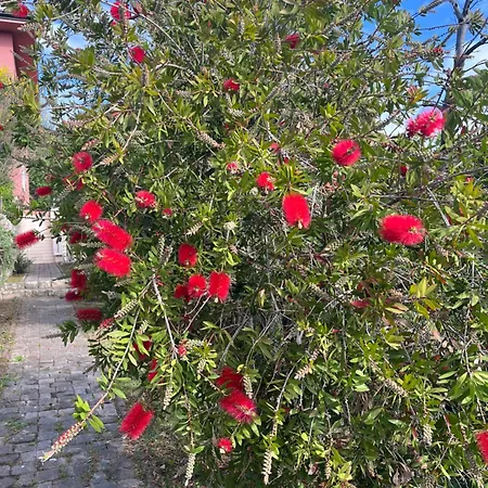 Matovica Apartament *