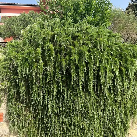 Matovica